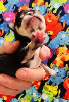 Durango, a male Miniature Schnauzer for sale in Oklahoma City, OK – Photo 2 of 4