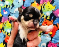 Durango, a male Miniature Schnauzer for sale in Oklahoma City, OK – Photo 1 of 4