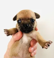 One, a female Cavalier King Charles Spaniel and Japanese Chin for sale in Oklahoma City, OK – 10 of 10