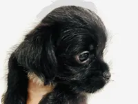 Equinox, a male Miniature Schnauzer and Japanese Chin for sale in Oklahoma City, OK – 5 of 10