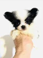Cadence, a female Japanese Chin and Pomeranian for sale in Oklahoma City, OK – 6 of 10