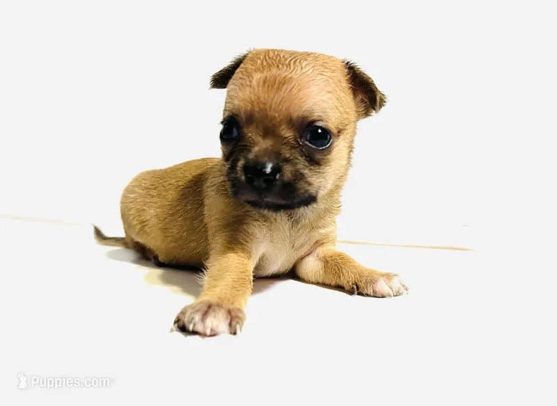 Five – Cavalier King Charles Spaniel, Japanese Chin puppy for sale in Oklahoma City, OK