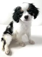 Stud, a male Cavalier King Charles Spaniel and Japanese Chin for sale in Oklahoma City, OK – 6 of 10