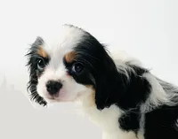 Stud, a male Cavalier King Charles Spaniel and Japanese Chin for sale in Oklahoma City, OK – 4 of 10