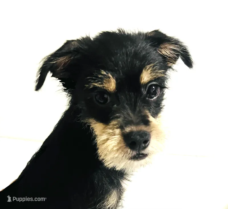 Solstice    – Miniature Schnauzer, Japanese Chin puppy for sale in Oklahoma City, OK