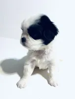 Hoop, a male Cavalier King Charles Spaniel and Japanese Chin for sale in Oklahoma City, OK – 2 of 10