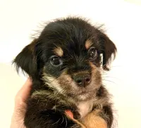 Solstice, a male Miniature Schnauzer and Japanese Chin for sale in Oklahoma City, OK – 6 of 10