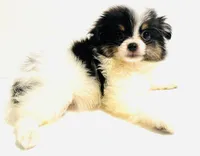 Prosody, a female Japanese Chin and Pomeranian for sale in Oklahoma City, OK – 3 of 9