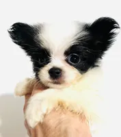 Cadence, a female Japanese Chin and Pomeranian for sale in Oklahoma City, OK – 2 of 10