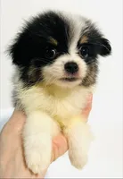 Prosody, a female Japanese Chin and Pomeranian for sale in Oklahoma City, OK – 1 of 7