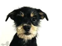 Solstice   , a male Miniature Schnauzer and Japanese Chin for sale in Oklahoma City, OK – 2 of 8
