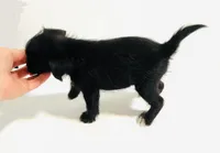 Equinox, a male Miniature Schnauzer and Japanese Chin for sale in Oklahoma City, OK – 3 of 10