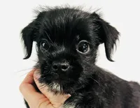 Equinox, a male Miniature Schnauzer and Japanese Chin for sale in Oklahoma City, OK – 7 of 10