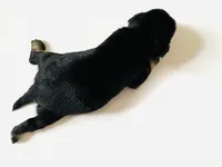 Equinox, a male Miniature Schnauzer and Japanese Chin for sale in Oklahoma City, OK – 4 of 5