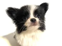 Genre, a male Japanese Chin and Pomeranian for sale in Oklahoma City, OK – 1 of 7