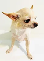 Twinkie, a female Chihuahua for sale in Oklahoma City, OK – 3 of 6
