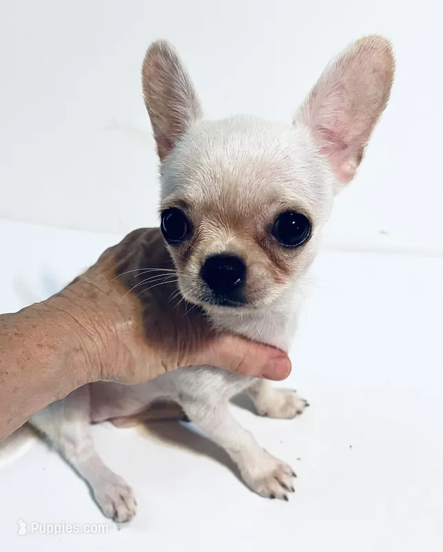 Page – Chihuahua, Pekingese puppy for sale in Oklahoma City, OK