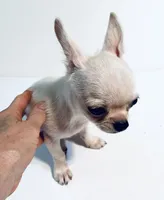 Page, a female Chihuahua and Pekingese for sale in Oklahoma City, OK – 2 of 7