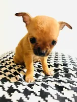 Five, a female Chihuahua for sale in Oklahoma City, OK – 4 of 7