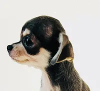 Epson, a male Chihuahua and Pekingese for sale in Oklahoma City, OK – 2 of 9