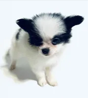 Melody, a female Japanese Chin and Pomeranian for sale in Oklahoma City, OK – 5 of 10
