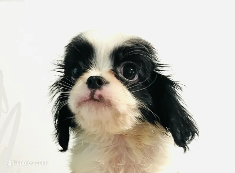 Hoop – Cavalier King Charles Spaniel, Japanese Chin puppy for sale in Oklahoma City, OK