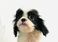 Hoop, a male Cavalier King Charles Spaniel and Japanese Chin for sale in Oklahoma City, OK – 1 of 10