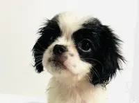 Adorn, a female Cavalier King Charles Spaniel and Japanese Chin for sale in Oklahoma City, OK – 5 of 10