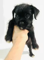 Equinox, a male Miniature Schnauzer and Japanese Chin for sale in Oklahoma City, OK – 2 of 10