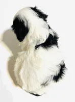 Dangle, a female Cavalier King Charles Spaniel and Japanese Chin for sale in Oklahoma City, OK – 6 of 7