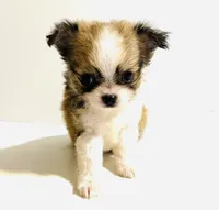 Three T Cup, a male Chihuahua for sale in Oklahoma City, OK – 5 of 9
