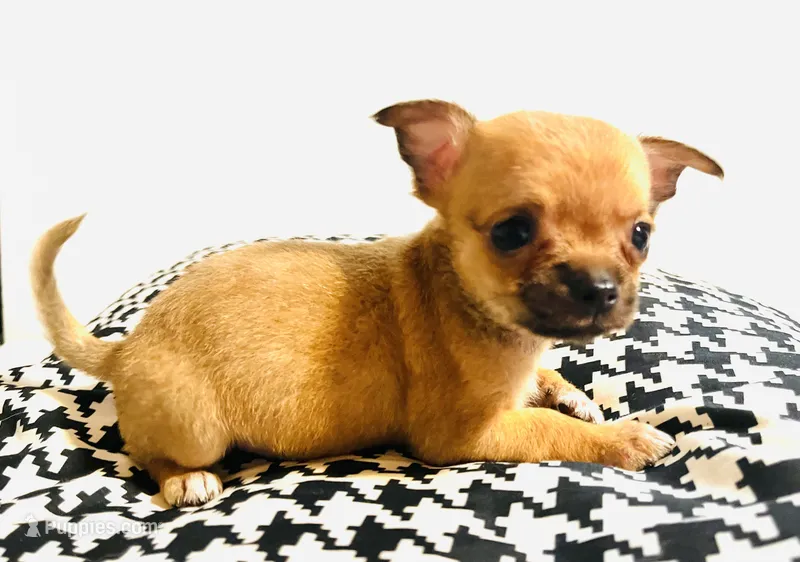 Five – Chihuahua puppy on hold in Oklahoma City, OK