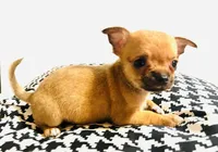 Five, a female Chihuahua for sale in Oklahoma City, OK – 1 of 7