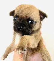 One, a female Cavalier King Charles Spaniel and Japanese Chin for sale in Oklahoma City, OK – 5 of 10