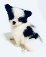 Melody, a female Japanese Chin and Pomeranian for sale in Oklahoma City, OK – 2 of 10