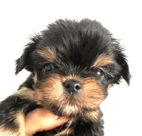 Zemora, a female Miniature Schnauzer and Chihuahua for sale in Oklahoma City, OK – Photo 7 of 9