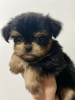 Zemora, a female Miniature Schnauzer and Chihuahua for sale in Oklahoma City, OK – 4 of 10