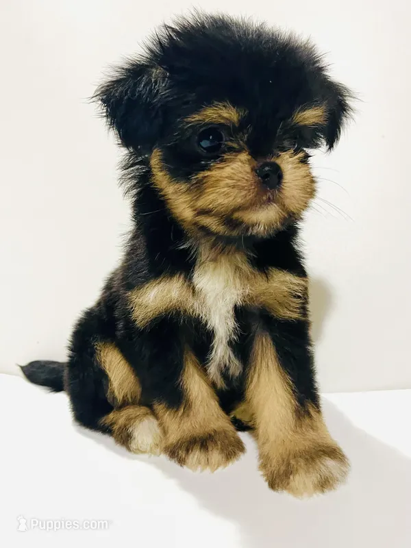 Zemora – Miniature Schnauzer, Chihuahua puppy for sale in Oklahoma City, OK