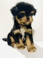Zemora, a female Miniature Schnauzer and Chihuahua for sale in Oklahoma City, OK – 2 of 10