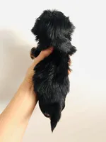 Zemora, a female Miniature Schnauzer and Chihuahua for sale in Oklahoma City, OK – Photo 3 of 9