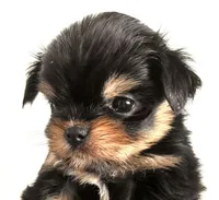 Zemora, a female Miniature Schnauzer and Chihuahua for sale in Oklahoma City, OK – Photo 6 of 9