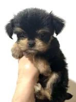 Zemora, a female Miniature Schnauzer and Chihuahua for sale in Oklahoma City, OK – 6 of 10