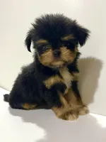 Zemora, a female Miniature Schnauzer and Chihuahua for sale in Oklahoma City, OK – 8 of 10