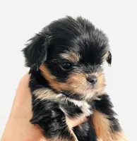 Zemora, a female Miniature Schnauzer and Chihuahua for sale in Oklahoma City, OK – Photo 5 of 9