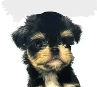 Zemora, a female Miniature Schnauzer and Chihuahua for sale in Oklahoma City, OK – 1 of 10
