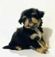 Zemora, a female Miniature Schnauzer and Chihuahua for sale in Oklahoma City, OK – 7 of 10