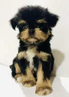 Zemora, a female Miniature Schnauzer and Chihuahua for sale in Oklahoma City, OK – 3 of 10