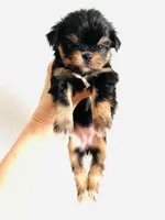 Zemora, a female Miniature Schnauzer and Chihuahua for sale in Oklahoma City, OK – Photo 4 of 9