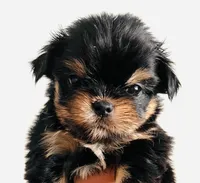 Zemora, a female Miniature Schnauzer and Chihuahua for sale in Oklahoma City, OK – Photo 2 of 9