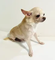 Twinkie, a female Chihuahua for sale in Oklahoma City, OK – 4 of 6